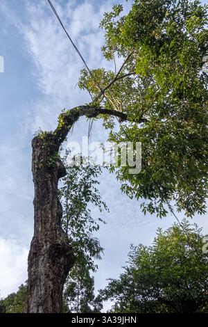 Tabebuia pentaphylla, Tabebuia rosea, également appelé poui rose, et arbre à trompettes roses (jardin botanique de Perdana), Kuala-Lumpur, Malaisie Banque D'Images
