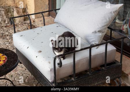Un chat noir et blanc est confortablement allongé sur un canapé blanc Banque D'Images