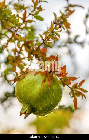 Un fruit vert cru de grenade sur une branche d'arbre, un temps ensoleillé et un fond doux, des aliments juteux vitaminés Banque D'Images