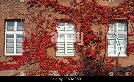 Extérieur d'un bâtiment où la plante en croissance est devenue rouge en raison de l'automne à Berlin Banque D'Images