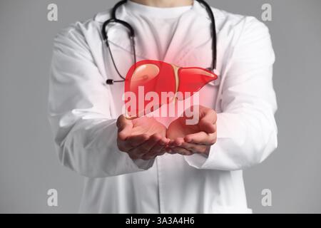 Docteur tenant illustration de foie sur fond gris, gros plan Banque D'Images