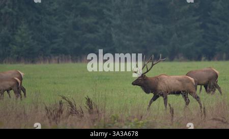 Un élan Bull Roosevelt marche à travers Un champ de Green Grassy dans l'ouest de Washington. Derrière lui, on peut voir des wapitis de vache et de veau brouter. Banque D'Images