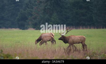 Un élan Bull Roosevelt marche à travers Un champ de Green Grassy dans l'ouest de Washington. Derrière lui, on peut voir des wapitis de vache et de veau brouter. Banque D'Images
