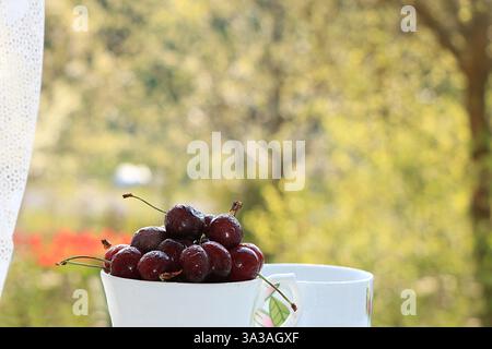 Une tasse de cerises sur une table ensoleillée dans un jardin fleuri, foyer sélectif. Cerise douce avec des gouttelettes et une branche de lilas dans le fond dans le GA Banque D'Images