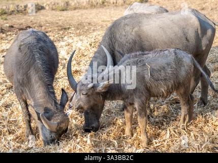 Les bisons indigènes nourrissant, pâturant et élevant leurs petits, près du coucher du soleil dans un endroit rural éloigné, dans une belle campagne, près de la Karen l Banque D'Images