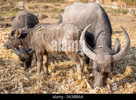 Les bisons indigènes nourrissant, pâturant et élevant leurs petits, près du coucher du soleil dans un endroit rural éloigné, dans une belle campagne, près de la Karen l Banque D'Images