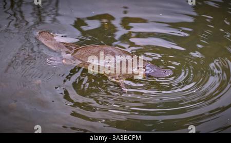 Ornithorhynchus anatinus (ornithorhynchus anatinus) mammifère animal endémique australien nageant à la surface du rivulet Hobart en eau claire en Tasmanie, Australie Banque D'Images