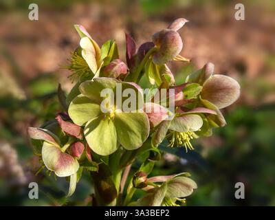 Gros plan des fleurs de l'hybride hellebore de Stern (Helleborus × sternii) dans un jardin au début du printemps Banque D'Images