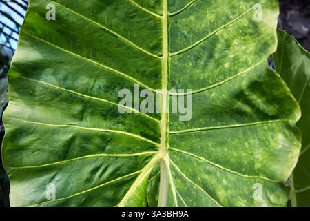 Gros plan d'une grande feuille verte de taro géant (Alocasia macrorrhizos). Bali, Indonésie. Banque D'Images