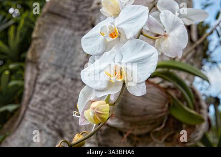 Gros plan d'une orchidée blanche poussant sur un tronc d'arbre. Ubud, Bali, Indonésie. Banque D'Images