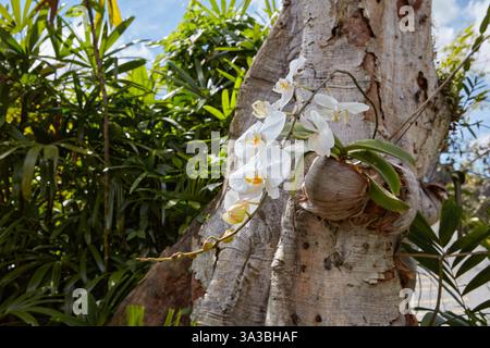 Gros plan d'une orchidée blanche poussant sur un tronc d'arbre. Ubud, Bali, Indonésie. Banque D'Images