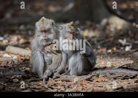 Macaques à longue queue (Macaca fascicularis) parents et bébé sieste sur le sol de la forêt en serrant les uns les autres. Forêt sacrée des singes, Ubud, Bali, Indonésie. Banque D'Images