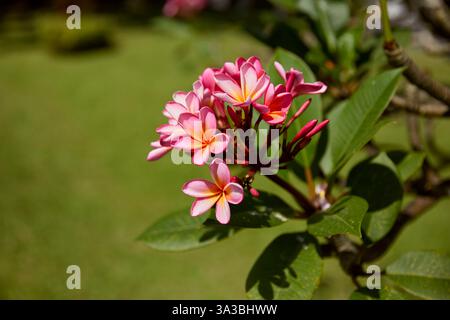 Gros plan des fleurs de frangipanier rouge (Plumeria rubra) dans le jardin. Bali, Indonésie. Banque D'Images