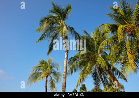 Une vue d'en bas de grands cocotiers (Cocos nucifera) poussant à Jerman Beach. Kuta, Bali, Indonésie. Banque D'Images