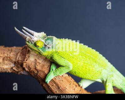 Gros plan d’un caméléon vert de Jackson avec trois cornes, perché sur une branche d’arbre texturée. Le fond sombre contraste avec les couleurs vives et les échelles détaillées du reptile. La peau du caméléon apparaît légèrement rugueuse. Banque D'Images