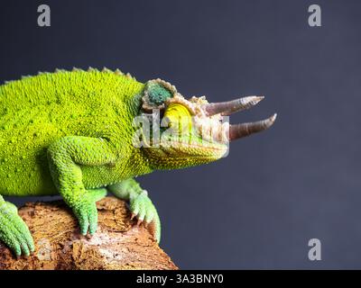 Gros plan d’un caméléon vert de Jackson avec trois cornes, perché sur une branche d’arbre texturée. Le fond sombre contraste avec les couleurs vives et les échelles détaillées du reptile. La peau du caméléon apparaît légèrement rugueuse. (Photo de Valera Golovniov / SOPA images/SIPA USA) Banque D'Images