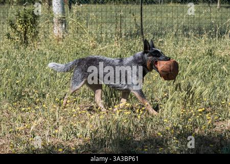 Bunji, le chien de bétail australien jouant dans une prairie Banque D'Images