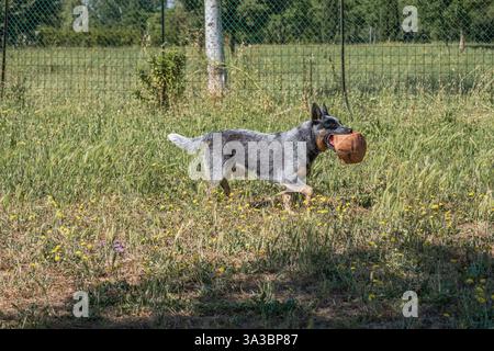 Bunji, le chien de bétail australien jouant dans une prairie Banque D'Images