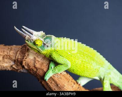 4 mars 2025, Garham, Allemagne : gros plan d'un caméléon vert de Jacksonâ€™s avec trois cornes, perché sur une branche d'arbre texturée. L'arrière-plan sombre contraste avec les couleurs vives et les échelles détaillées du reptileâ€™s. La peau du chameleonâ€™s semble légèrement rugueuse. (Crédit image : © Valera Golovniov/SOPA images via ZUMA Press Wire) USAGE ÉDITORIAL SEULEMENT! Non destiné à UN USAGE commercial ! Banque D'Images