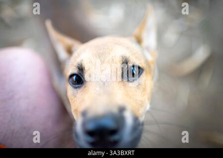 Chiens de village sympathiques, adorables et ludiques, avec des expressions mignonnes, viennent saluer les gens marchant à travers les zones rurales près d'une petite ferme. Banque D'Images