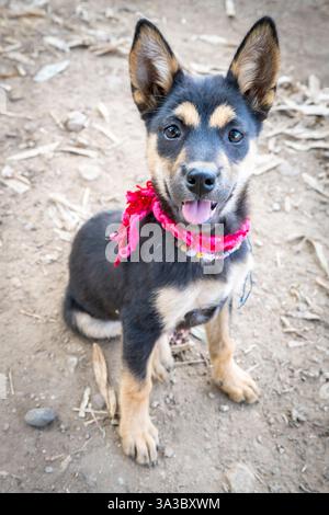 Chiens de village sympathiques, adorables et ludiques, avec des expressions mignonnes, viennent saluer les gens marchant à travers les zones rurales près d'une petite ferme. Banque D'Images
