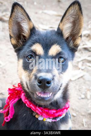 Chiens de village sympathiques, adorables et ludiques, avec des expressions mignonnes, viennent saluer les gens marchant à travers les zones rurales près d'une petite ferme. Banque D'Images