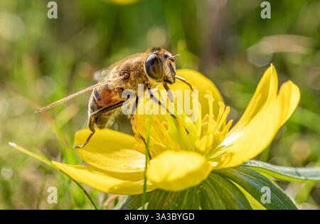 Wildbiene Apoidea sammelt Nektar in einer gelben Blüte, Winterling Eranthis, Frühling, Bayern, Allemagne, Europa Wildbiene Apoidea sammelt Nektar Banque D'Images