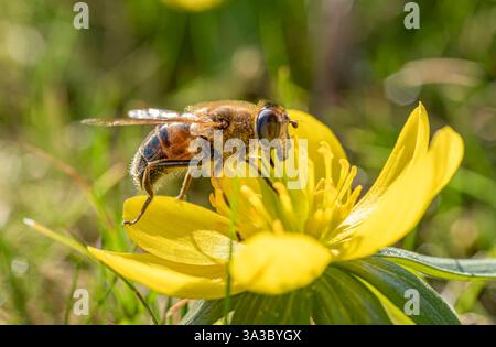 Wildbiene Apoidea sammelt Nektar in einer gelben Blüte, Winterling Eranthis, Frühling, Bayern, Allemagne, Europa Wildbiene Apoidea sammelt Nektar Banque D'Images