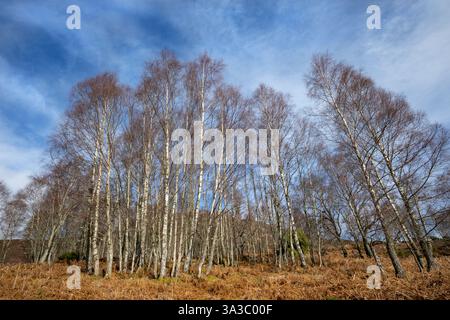 Un petit taillis de bouleaux au début du printemps photographié sur l'une des promenades dans les bois au Dundreggan Rewind Centre, Glenmoriston, Highland Scotland. Banque D'Images