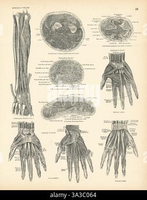 Anatomie. Muscles de l'avant-bras, main 1880 ancienne photo d'impression vintage antique Banque D'Images