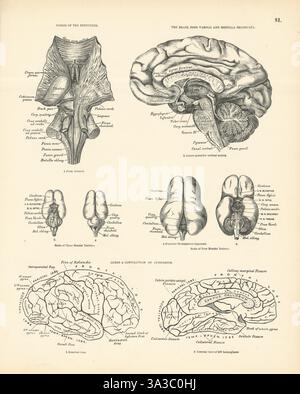 Anatomie. Fibres de pédoncules, cerveau, Pons Varolii, médulla, cervelet 1880 Banque D'Images