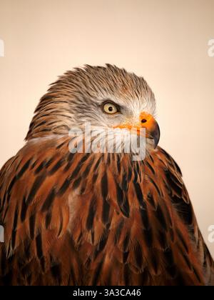 Red Kite. Milvus milvus. Banque D'Images