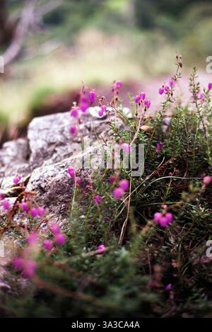 Fleurs sauvages violettes poussant parmi les rochers dans un cadre naturel. Un fond flou souligne la beauté délicate des fleurs Banque D'Images