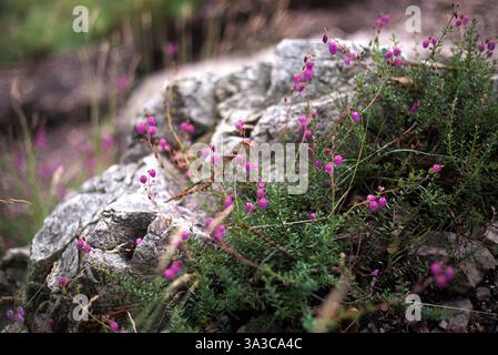 Fleurs sauvages violettes poussant parmi les rochers dans un cadre naturel Banque D'Images