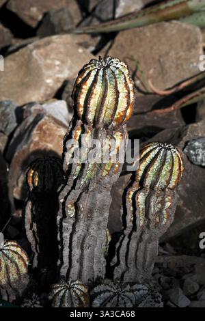 Euphorbia horrida. Le baril de lait africain. Afrique du Sud. Banque D'Images