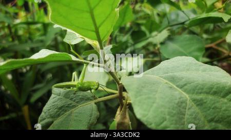 criquets verts camouflés sur une feuille verte Banque D'Images