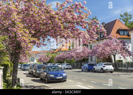 Fleur de cerisier au printemps, la cerise ornementale japonaise (Prunus serrulata) fleurit en rose sur Holzhaeuser Strasse à Stoetteritz, Leipzig, Saxe, Allemagne Banque D'Images