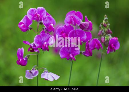 Peavine vivace ou pois doux sauvage (Lathyrus latifolius), fleur, Hesse, Allemagne, Europe Banque D'Images