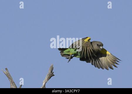 Perroquets de la punaise dorée (Poicephalus meyeri damarensis) volant au loin d’une branche, district nord-ouest de Khwai, réserve de Moremi, Maun, Botswana, Afrique Banque D'Images