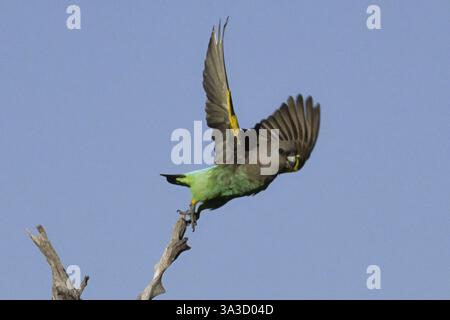 Perroquets de la punaise dorée (Poicephalus meyeri damarensis) volant au loin d’une branche, district nord-ouest de Khwai, réserve de Moremi, Maun, Botswana, Afrique Banque D'Images