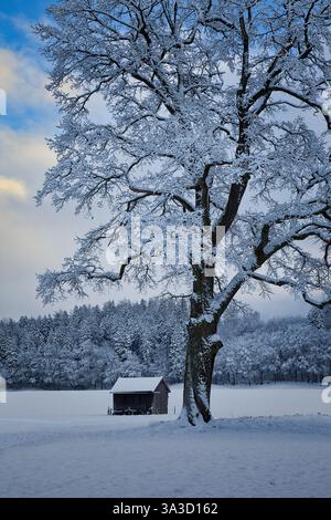DE - BAVIÈRE : hiver à Bad Toelz avec un vieux chêne sur la prairie de Pfannenholz (photographie par Edmund Nagele FRPS) Banque D'Images