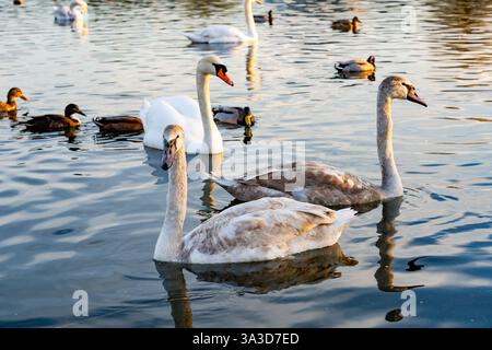 Dans un cadre paisible de lac, les cygnes nagent gracieusement aux côtés des canards, reflétant les couleurs chaudes d'un ciel nocturne. L'eau tranquille invite obs paisible Banque D'Images