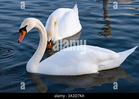 Deux cygnes élégants glissent dans des eaux sereines, leurs reflets scintillant sous les couleurs chaudes du coucher du soleil. L'environnement paisible améliore leur n Banque D'Images
