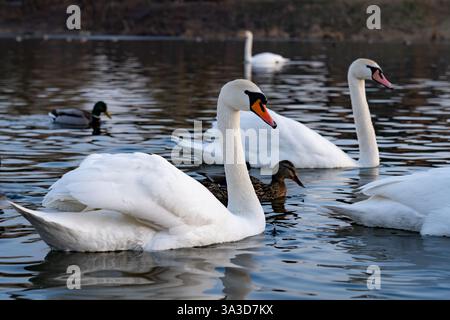 Deux cygnes élégants glissent dans les eaux calmes d'un lac, accompagnés d'un canard. Le cadre tranquille reflète la lumière décolorée du coucher du soleil, créant un Banque D'Images