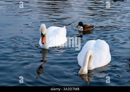 Deux cygnes élégants glissent gracieusement dans l'eau bleue claire, tandis qu'un petit canard nage à proximité. L'environnement serein reflète un midi paisible à Banque D'Images