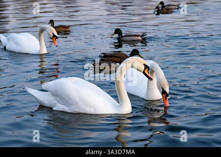 Deux cygnes élégants glissent dans une eau tranquille, accompagnés de plusieurs canards. La scène capture la beauté de la nature comme le soleil se couche, créant une sére Banque D'Images