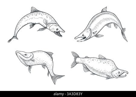 Illustration vectorielle noir blanc truite. Croquis monochrome de saumon dessiné à la main. Gravure peinte de poisson de mer Nerka Dessin de sockeye en graphique. Variété Illustration de Vecteur