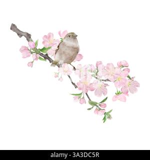 Un oiseau moineau est assis sur une brindille fleurie. Illustration numérique de l'aquarelle. Un moineau de maison, parmi les fleurs roses, est isolé sur un fond blanc. Un sm Banque D'Images
