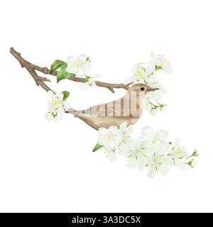 L'oiseau est un réchauffeur, le moineau est assis sur une brindille fleurie. Illustration numérique de l'aquarelle. Un oiseau parmi les fleurs de cerisier, isolé sur un b blanc Banque D'Images