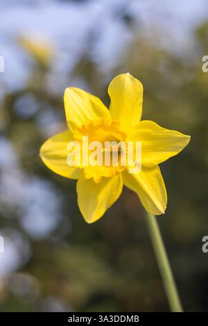 Jonquille jaune éclatante dans une lumière naturelle douce Banque D'Images